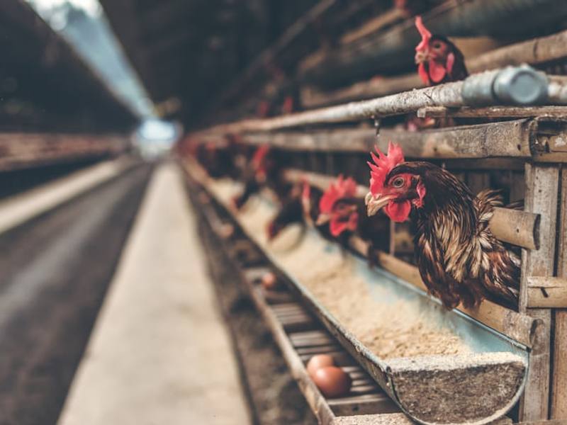 Poultry and Agriculture